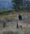 0108-1924 Kangaroos and mate (1086320)